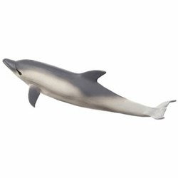 تصویر  Common Dolphin 387358