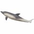 تصویر  Common Dolphin 387358, تصویر 1