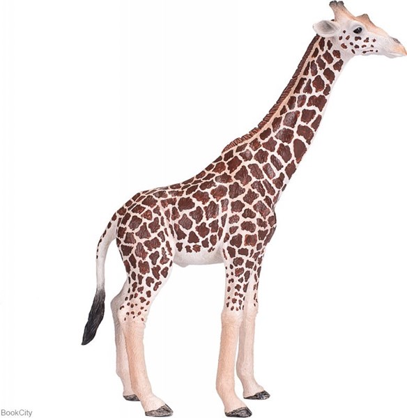 تصویر  Giraffe Male 381008