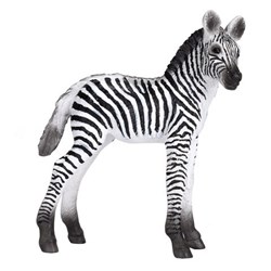 تصویر  zebra foal 387394